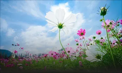 Prévisions météo pour ce vendredi