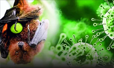 Nipah : la Santé prépare un plan pour faire face à une éventuelle présence du virus à Maurice