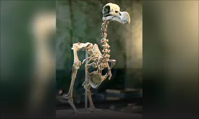 Ressuscitons le dodo 