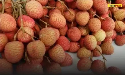 Fruit de saison : Les letchis déjà en vente