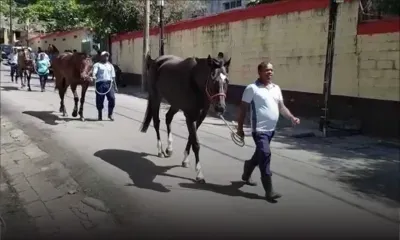 Hippisme : Les chevaux à la marche ce vendredi