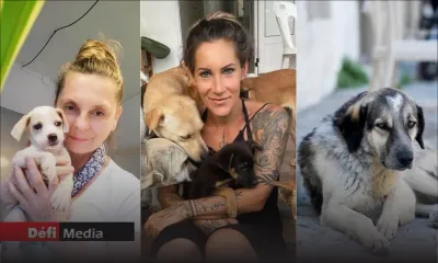 Animal Welfare : Expats rescuing and caring for strays in Mauritius 