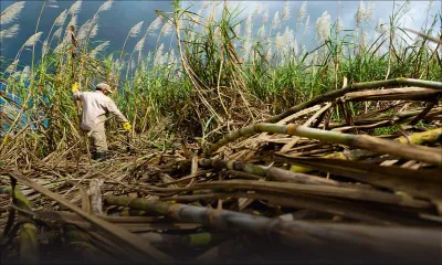 Sugar Industry Efficiency (Amendment) Bill: Ensuring the long-term viability of sugarcane industry
