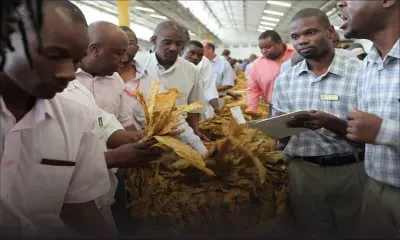 Selon Dailynews : l’île Maurice stoppe l’importation du tabac de Zimbabwe
