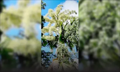 Un talipot de 58 ans a entamé sa première et dernière floraison au Jardin de Pamplemousses 