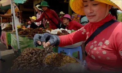 Cambodge : les tarentules victimes de la déforestation et des gastronomes