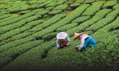 The tea industry: Opportunities brewing