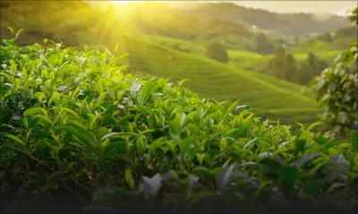 Agriculture : Le groupe ENL se lance dans la plantation de thé 