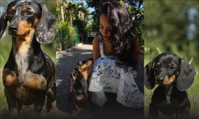 Le teckel : une race canine particulière qui suscite l’intérêt