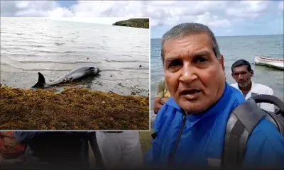 Dauphins morts dans le Sud-Est : «Nou pe anvi gagn rezilta, analiz», lance un conseiller de village