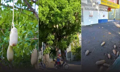 Danger au Citizens Advice Bureau : des «baba calebasses» suspendus dans la capitale