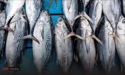 Vol de plus de 30 000 kg de thon : deux ex-employés de la MFD purgeront deux ans de prison