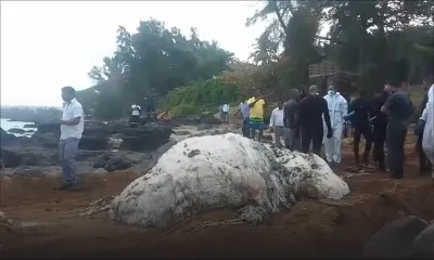 Souillac : une mystérieuse créature marine retrouvée morte