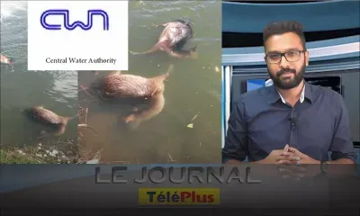Le Journal TéléPlus : les cadavres de quatre cerfs découverts à La Nicolière, la CWA rassure
