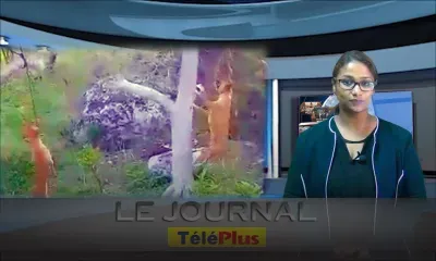 Le Journal Téléplus – Cruauté envers les animaux : des jeunes pendent des chiens à Rodrigues et filment la scène