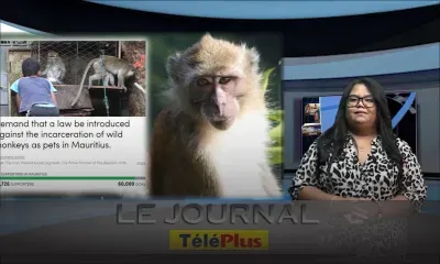 Le Journal TéléPlus - plus de 55 000 signatures pour sauver les singes de Maurice : des associations internationales interpellent le PM
