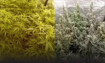 Flacq : une culture de cannabis en intérieur démantelée