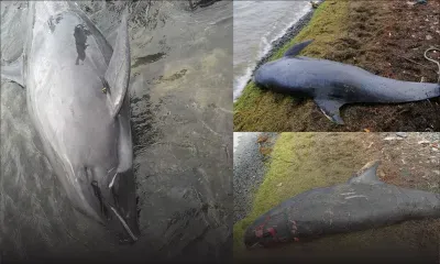 Des dauphins s'échouent dans le Sud-Est