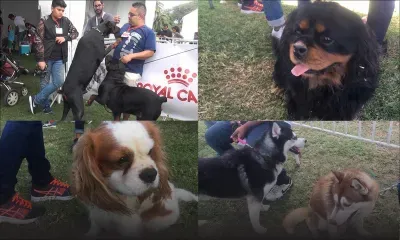 Gros-Cailloux : quand les chiens font leur show