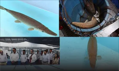 Mis en vente sur Facebook : un poisson alligator saisi et transféré à La Vanille Crocodile Park