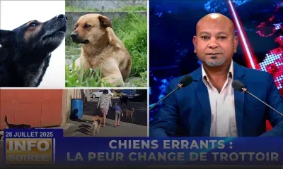 [Info Soirée] : « CHIENS ERRANTS : LA PEUR CHANGE DE TROTTOIR »
