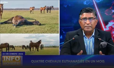 Info Soirée] - L’Hippodrome de Petit Gamin, sous enquête