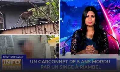 [Info Soirée] : « Mordu par un singe, un garçonnet se remet lentement de ses blessures »