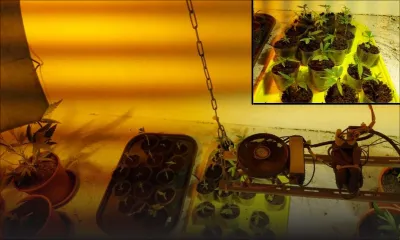 Plaine-Champagne : il cultive du gandia hybride dans son sous-sol