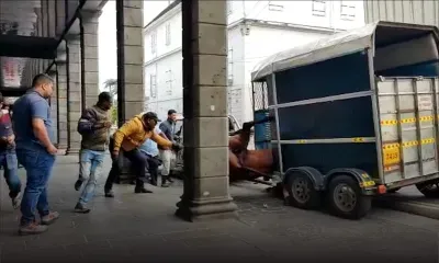 Port-Louis :  un cheval coincé dans un véhicule