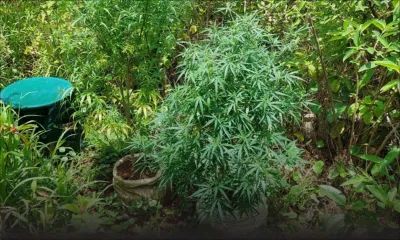 Cluny : 286 plants de cannabis déracinés