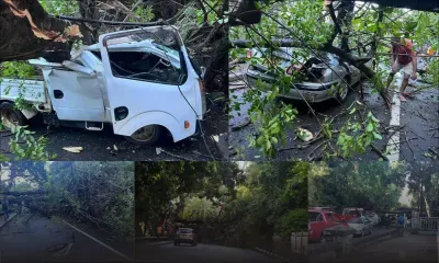 Chute d'un arbre à Pamplemousses : deux véhicules endommagés