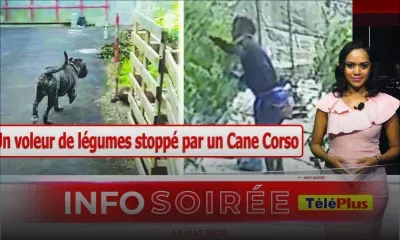 [INFO SOIREE]: « Salah ti carrément lor voler la ek line bless li»