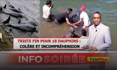 [Info Soirée] : «Lotopsi finn fer lor 2 dauphin pou bizin fer ankor analiz»