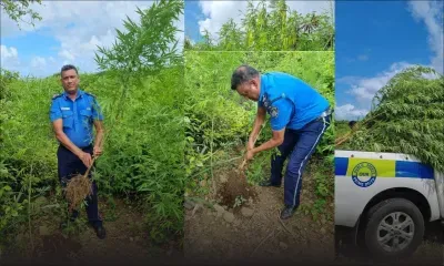 Le Bouchon : 300 plants de cannabis d'une valeur de Rs 2 millions déracinés