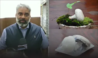 Projet expérimental : Le champignon de Paris cultivé à Maurice