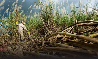 Flambée du prix des engrais : nouvelle aide pour les planteurs de canne à sucre
