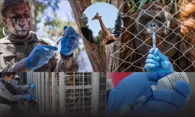 Covid : vaccination expérimentale dans un zoo de Santiago du Chili