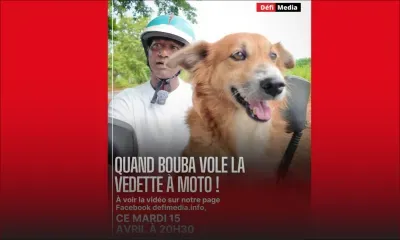 Scène insolite à Roches-Noires : un chien en copilote sur une moto