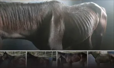 Des images choquantes : maltraitance des chevaux à la retraite
