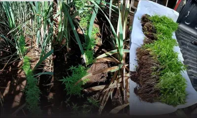  Mont Piton : Rs 18 millions de plants de cannabis déracinés