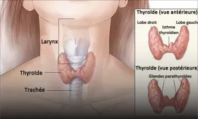 Santé : les maladies de la thyroïde touchent plus les femmes que les hommes