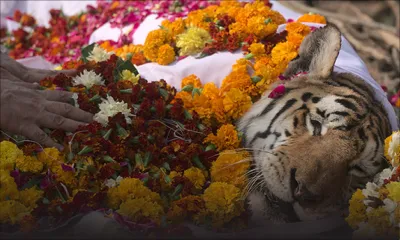 L'Inde fait ses adieux à la tigresse Collarwali, dite "supermaman"