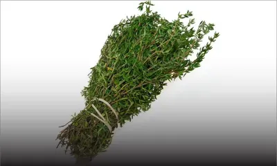 Vol d’une botte de thym : amende de Rs 600 à un homme de 76 ans 