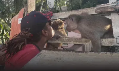 Case-Noyale : Tobo, jamais sans ses deux singes