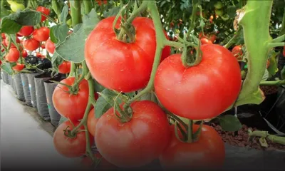 Au FAREI : un homme arrêté pour avoir dérobé 150 kilos de tomates 