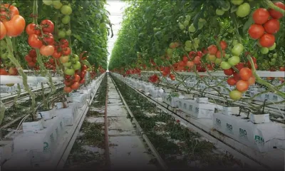À Vacoas : 125 kilos de tomates hydroponiques emportés