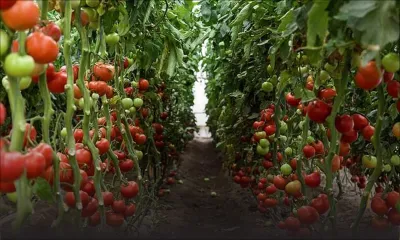 Vol de tomates : un planteur subit des pertes de Rs 75 000