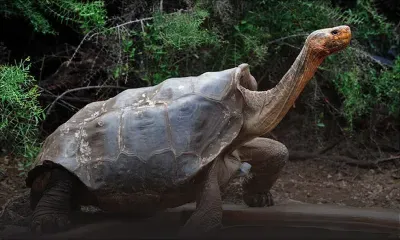 Retour à la liberté pour Diego, la tortue «sex-symbol» qui a sauvé son espèce