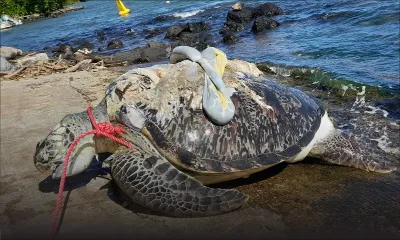 Pointe-aux-Roches : une tortue de mer de 200 kg retrouvée morte