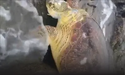 Pointe-aux-Piments : une tortue de mer retrouvée morte